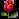 Red rose