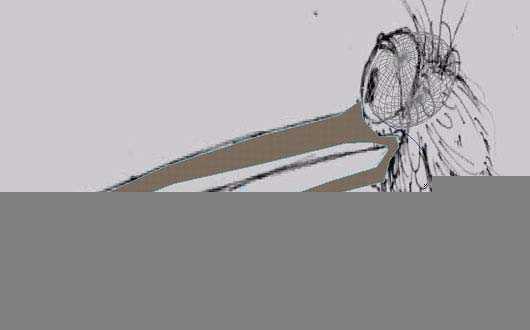 MAYA鸟类建模