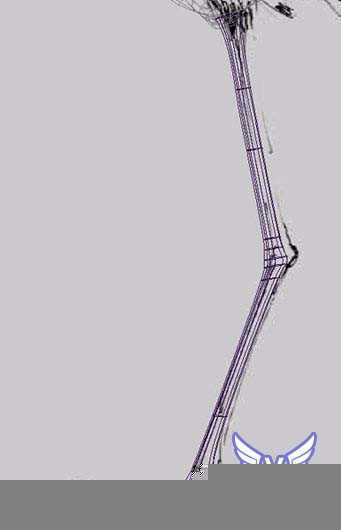 MAYA鸟类建模