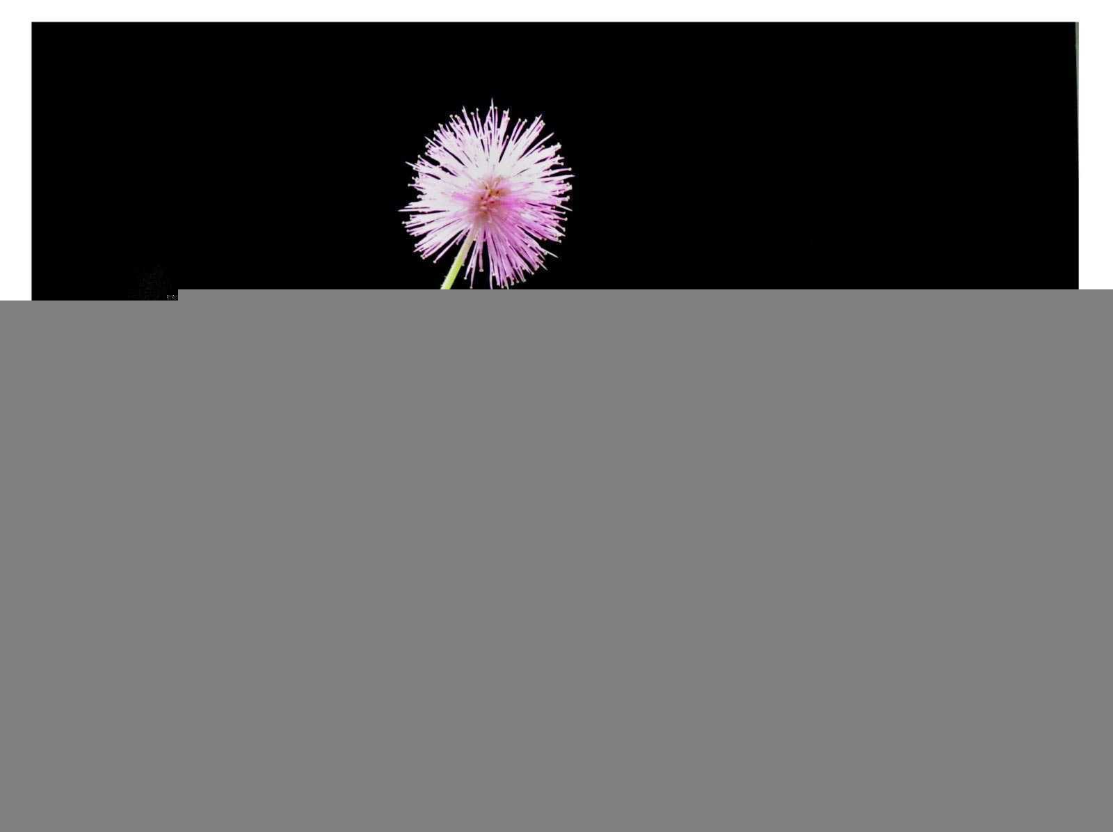 ‘Photoshop通过曝光度里的黑场命令制作唯美的光影效果‘