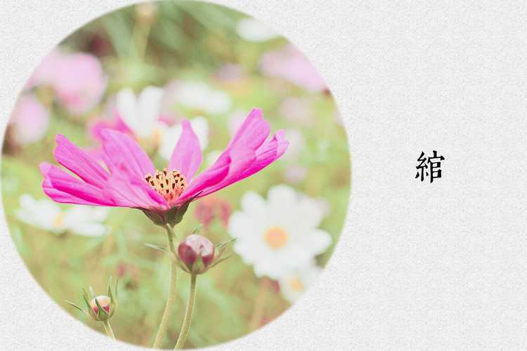 ‘Photoshop制作色谱花卉主题作品教程‘