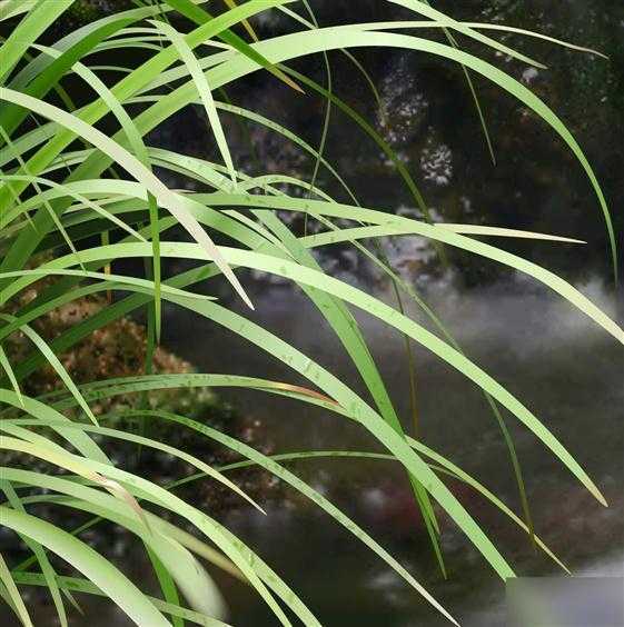 CDR打造写实风景画过程介绍 脚本之家 CDR实例教程