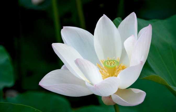 ‘PS简单打造漂亮梦幻的冷色调青蓝荷花图片技巧介绍‘