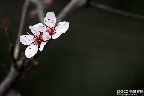 ‘ps为花卉后期处理增添写意烟雾效果‘