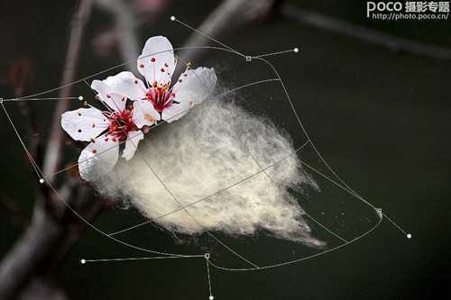 ‘ps为花卉后期处理增添写意烟雾效果‘