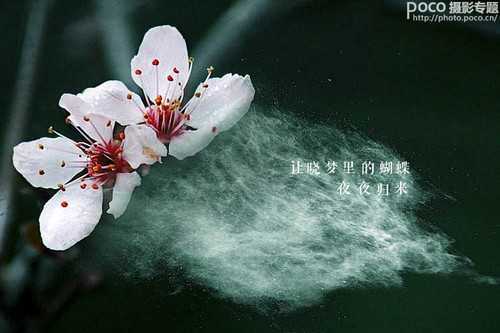 ‘ps为花卉后期处理增添写意烟雾效果‘