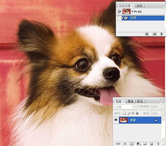 ‘ps利用通道混合器及画笔抠出毛发较多的宠物狗‘