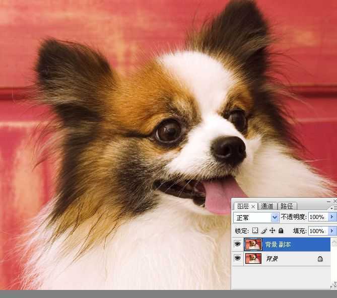 ‘ps利用通道混合器及画笔抠出毛发较多的宠物狗‘