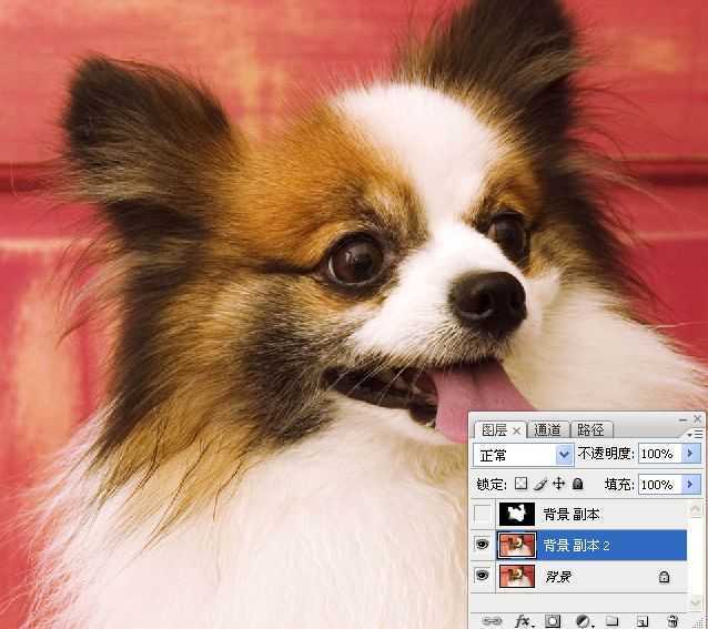 ‘ps利用通道混合器及画笔抠出毛发较多的宠物狗‘
