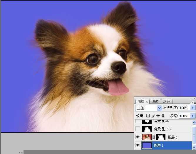 ‘ps利用通道混合器及画笔抠出毛发较多的宠物狗‘