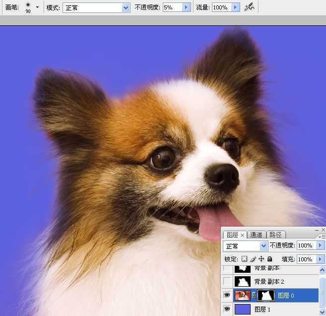 ‘ps利用通道混合器及画笔抠出毛发较多的宠物狗‘