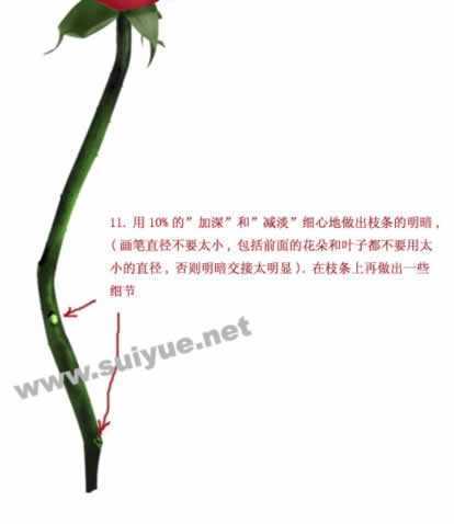 ‘PS利用钢笔工具鼠绘逼真娇艳玫瑰花‘
