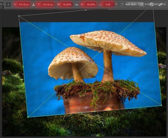 ps合成 魔幻森林中的小公主 教程