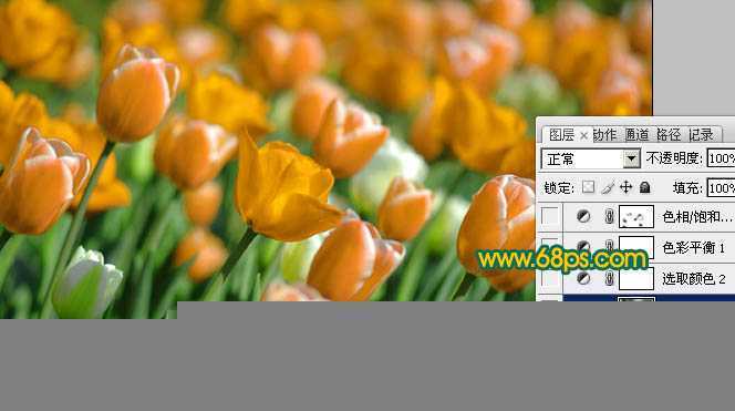 ‘Photoshop制作鲜丽的橙黄色郁金香图片‘