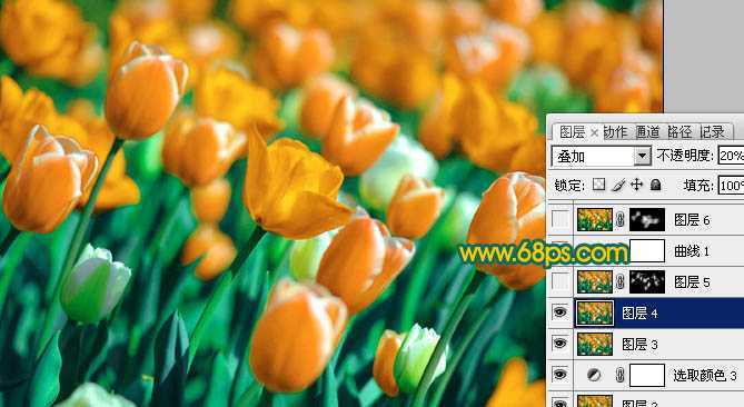 ‘Photoshop制作鲜丽的橙黄色郁金香图片‘