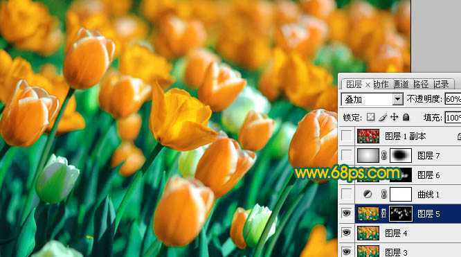 ‘Photoshop制作鲜丽的橙黄色郁金香图片‘
