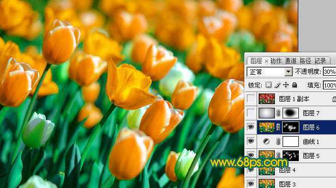 ‘Photoshop制作鲜丽的橙黄色郁金香图片‘