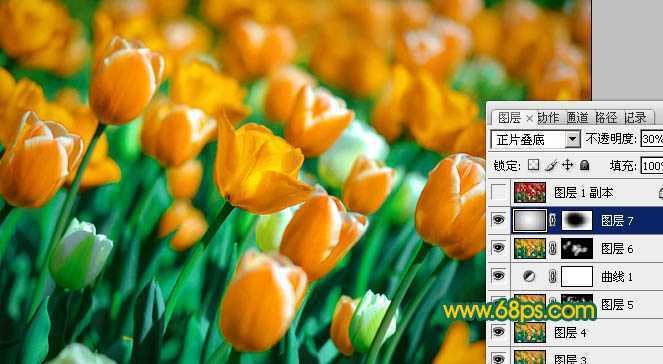 ‘Photoshop制作鲜丽的橙黄色郁金香图片‘