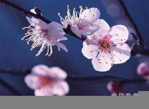 Flash新手鼠绘(5):梅花花瓣的制作