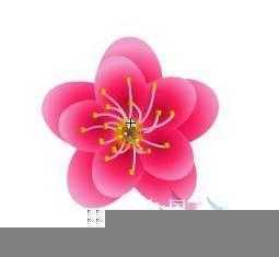 Flash新手鼠绘(5):梅花花瓣的制作(3)