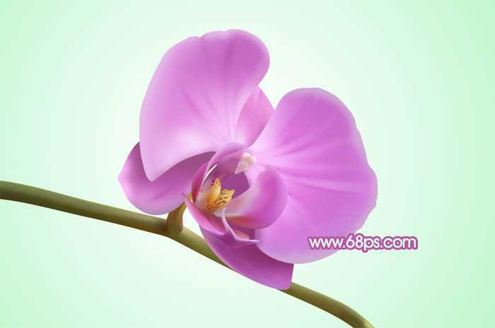 ‘Photoshop设计制作出一朵漂亮逼真的紫色蝴蝶兰‘