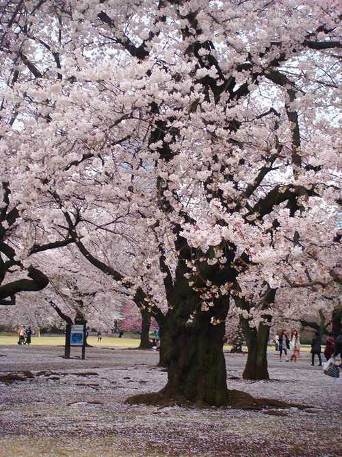 %u65E5%u672C%u6A31%u82B1