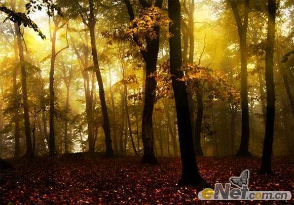 ‘Photoshop使用HDR功能调制出阳光直射的梦幻森林场景‘