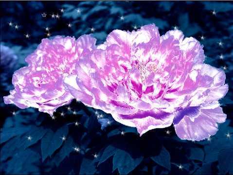 ‘photoshop制作水晶牡丹教程‘