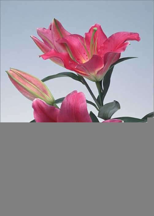 Photoshop教程：详细绘制漂亮的花瓶