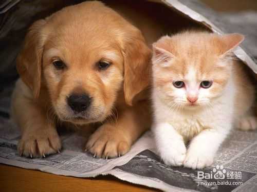 ‘ps出现操作错误后如何快速还原呢?‘