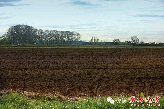 ‘用PS合成另类抽象的鲜花头像图片效果‘