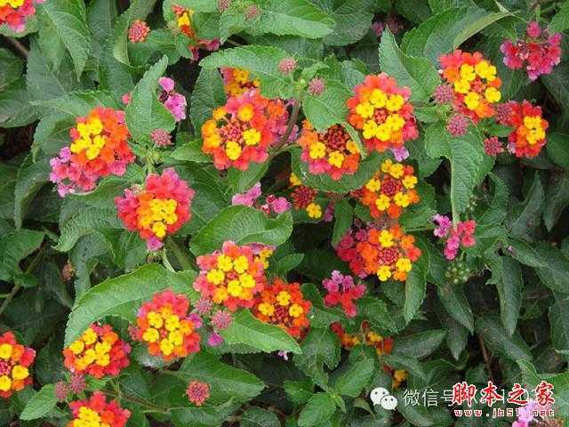 ‘用PS合成另类抽象的鲜花头像图片效果‘
