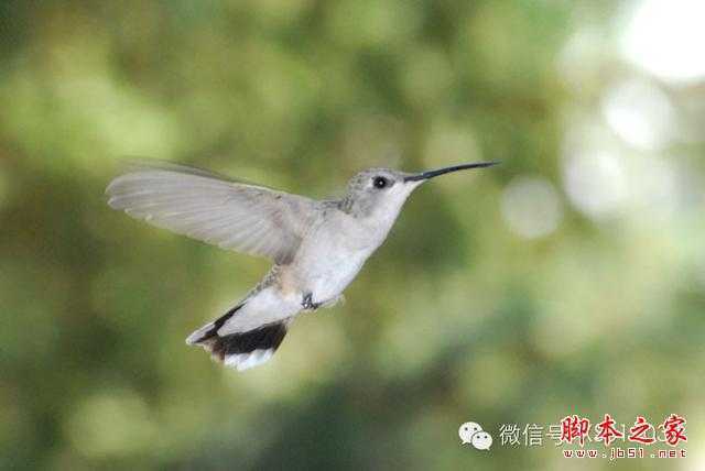 ‘用PS合成另类抽象的鲜花头像图片效果‘