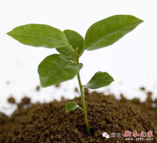 ‘用PS合成另类抽象的鲜花头像图片效果‘