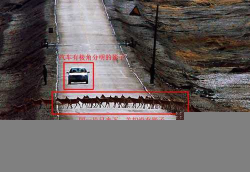 来自冥界的藏羚羊群？