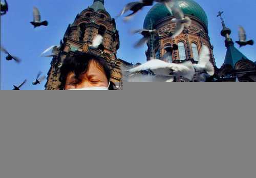 广场鸽接种禽流感疫苗