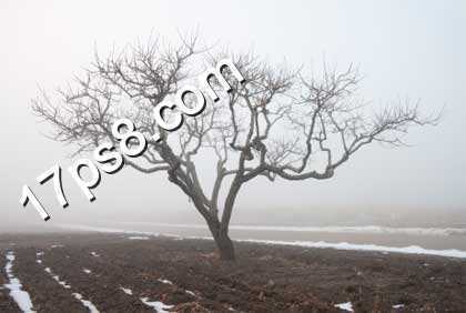 ‘photoshop合成制作出荒野枯树的恐怖场景‘