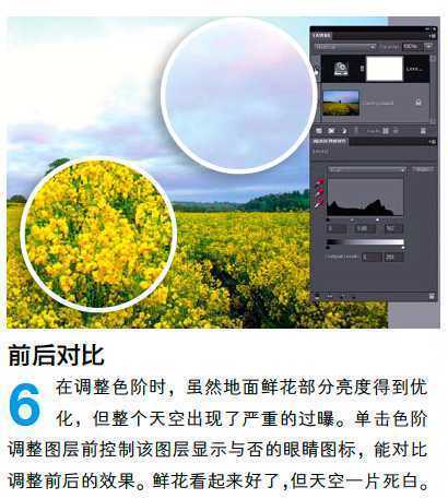 ‘PS调整油菜花图片的光线与色彩‘