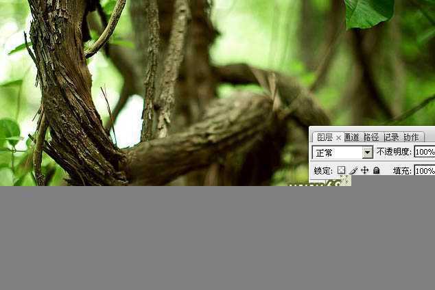 ‘Photoshop制作创意的古树藤连写字‘