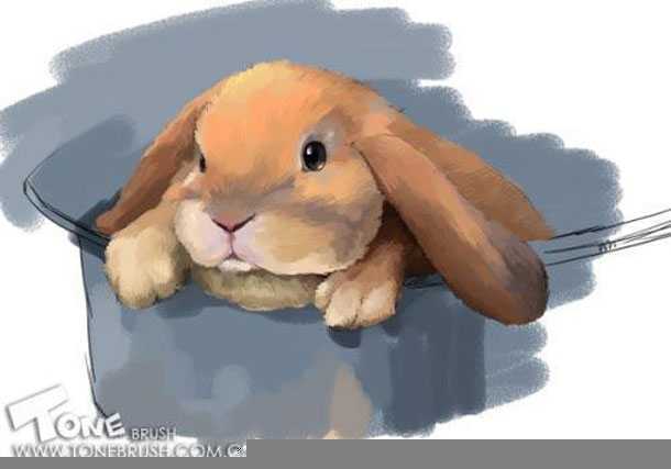 Painter绘制兔子插画 脚本之家 painter教程