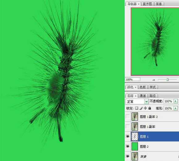 ‘photoshop利用抽出滤镜抠出多刺的毛虫‘
