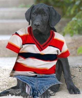 ‘PS合成一只穿童装的小黑狗教程‘