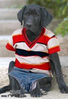‘PS合成一只穿童装的小黑狗教程‘