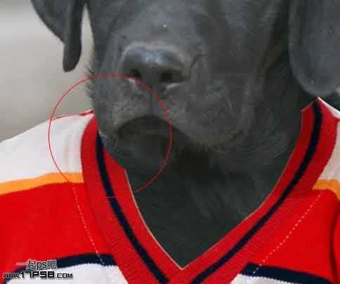 ‘PS合成一只穿童装的小黑狗教程‘