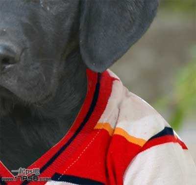 ‘PS合成一只穿童装的小黑狗教程‘