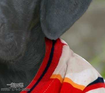 ‘PS合成一只穿童装的小黑狗教程‘