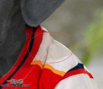 ‘PS合成一只穿童装的小黑狗教程‘