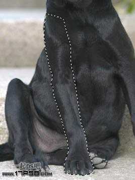 ‘PS合成一只穿童装的小黑狗教程‘