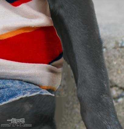 ‘PS合成一只穿童装的小黑狗教程‘