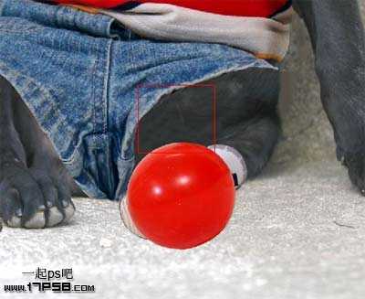 ‘PS合成一只穿童装的小黑狗教程‘